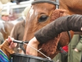 the-fernie-hunt-point-to-point-2013-363-425x640-jpg